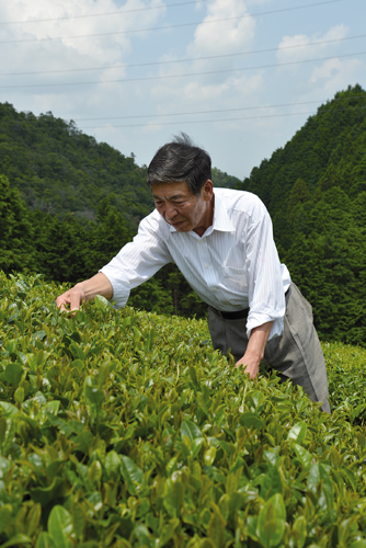 Harima Yoshiyuki est fier de ses plantations de thé vert entièrement bio. (Elodie Hervé pour Zoom Japon)