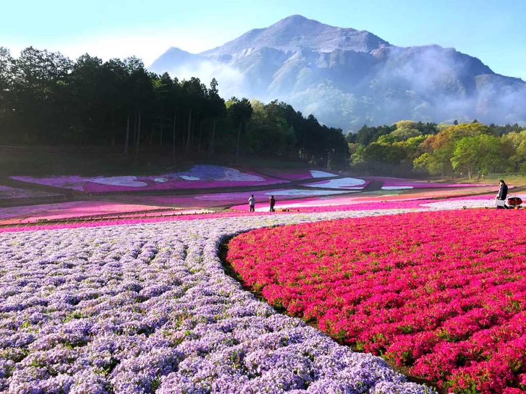 Les shibazakura du parc Hitsjiyama a Chichibu au Japon