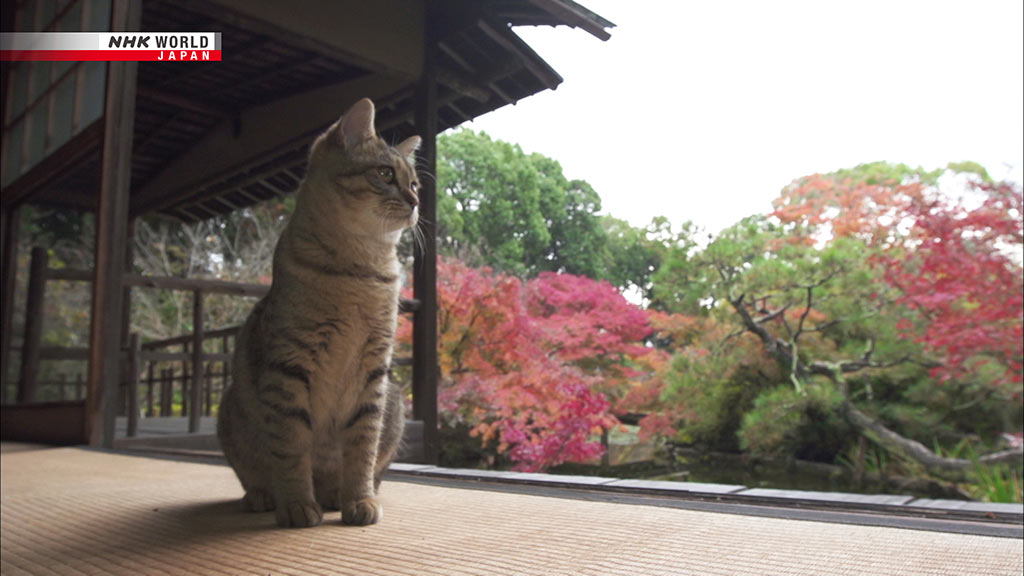 CHAT KYOTO NHK WORLD JAPAN